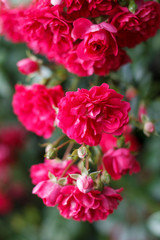 several flowers of a red rose on a garden Bush close-up