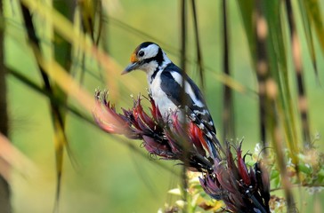 Joli pic épeiche sur une branche de Yucca en fleurs