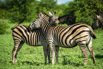 Fototapeta na wymiar Two Zebras Playing On A Grass Field