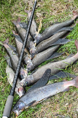 Grayling fish and rod on the grass.