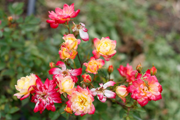 multicolored flowers of a garden rose on a Bush close-up