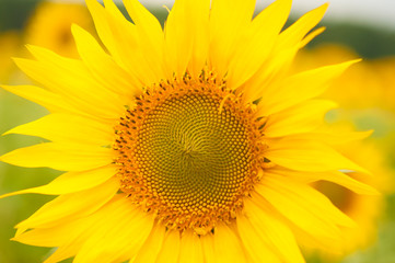 Obraz premium Yellow sunflowers. Field of sunflowers, rural landscape.