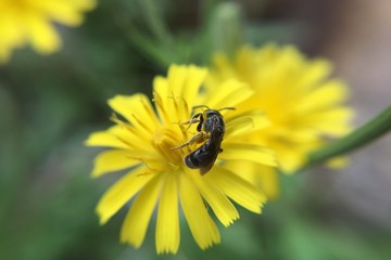 kleines Tier auf Blume