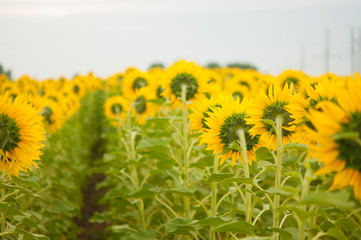 Yellow sunflowers. Field of sunflowers, rural landscape.