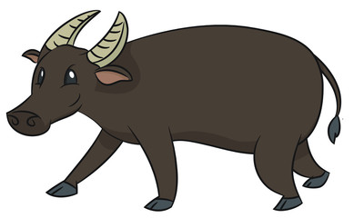 Tamaraw - Mindoro dwarf buffalo