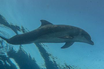 Obraz na płótnie Canvas Dolphin swimming with divers in the Red Sea, Eilat Israel