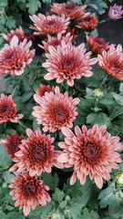 Bright autumn background of blooming chrysanthemums