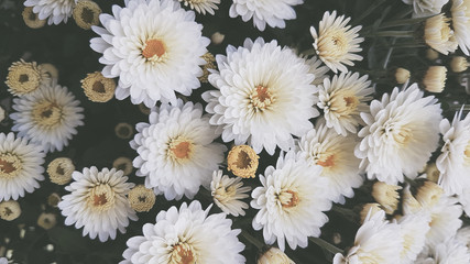 Bright autumn background of blooming chrysanthemums