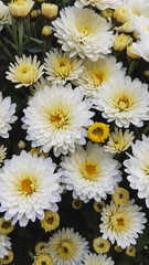 Bright autumn background of blooming chrysanthemums