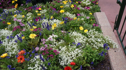 flowers in greenhouse