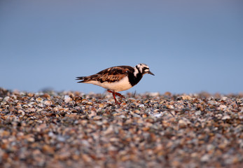 Single birds and small flocks of ruddy turnstone (Arenaria interpres) in breeding plumage are photographed on the lake in a natural habitat.
