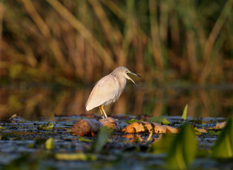 Adult squacco heron (Ardeola ralloides) shot in soft morning light close-up on a fish hunt