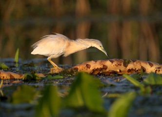Adult squacco heron (Ardeola ralloides) shot in soft morning light close-up on a fish hunt