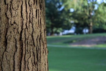 Tree bark with the park's green landscape in the background