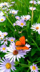 butterfly on flower