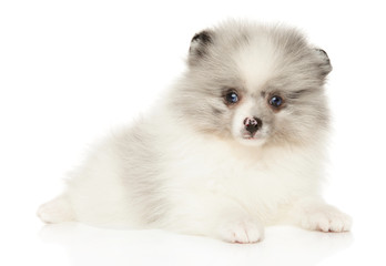 Fototapeta na wymiar Marble color Pomeranian Spitz puppy lying