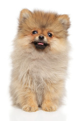 Obraz premium Cute Pomeranian Spitz puppy on white background