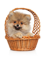 Spitz puppy in basket on white background