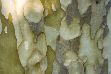 Bark texture background