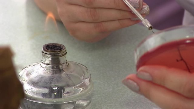  Bacteriological analysis. Laboratory. Staphylococcus Bacterium