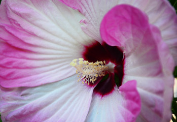 closeup of pink flower