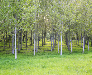 Obraz premium Culture d'arbre