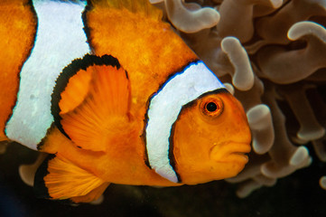Ponte poisson clown