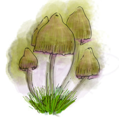 Conditionally edible mushrooms Illustration made in photoshop.