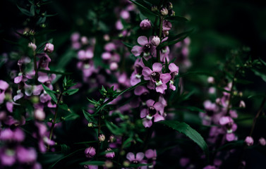 Blooming of little purple flowers