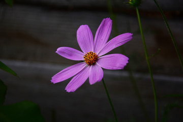 flower in garden