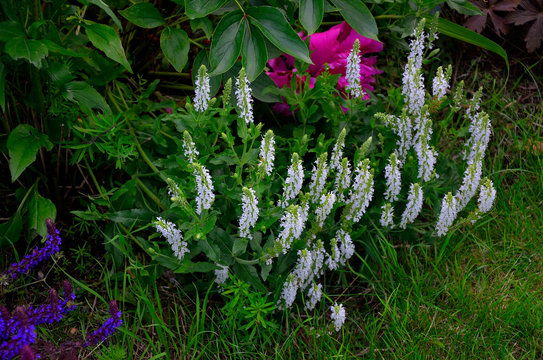 Flowering Tiarella wherryi in a flower border
