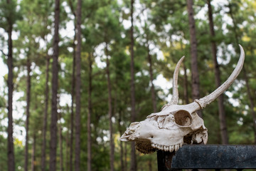 Distressed animal skull and antlers, soft focus, copy space with creepy forest background in the evening ~WICKED~
