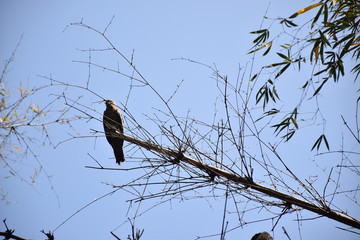 crow on tree
