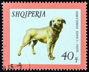 Dog, Canis familiaris (Albania 1966)
