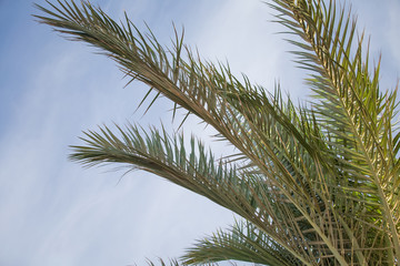 Palm tree leaves summer tropical background