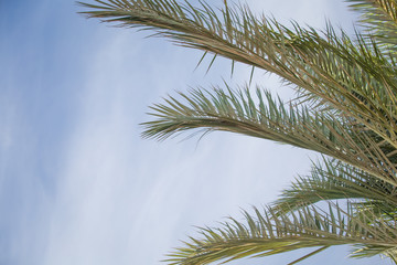Fototapeta na wymiar Palm tree leaves summer tropical background