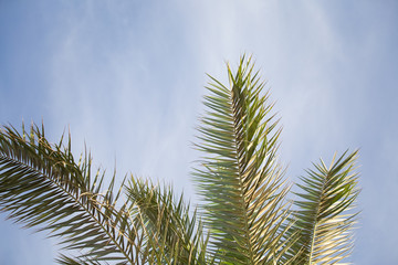 Palm tree leaves summer tropical background