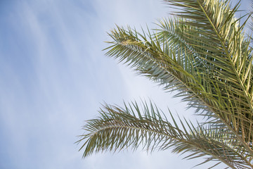 Palm tree leaves summer tropical background
