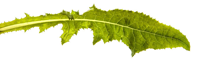 Green dandelion leaf isolate.