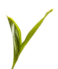 Obraz premium flower leaves lily of the valley without inflorescences isolate