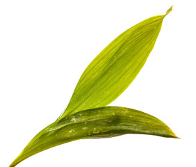 flower leaves lily of the valley without inflorescences isolate