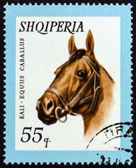 Horse, Equus ferus caballus (Albania 1966)