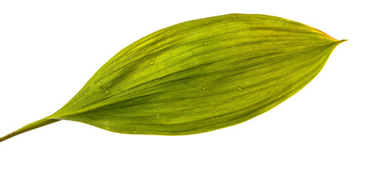 Obraz premium flower leaves lily of the valley without inflorescences isolate