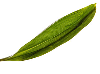 flower leaves lily of the valley without inflorescences isolate