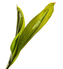 Fototapeta premium flower leaves lily of the valley without inflorescences isolate