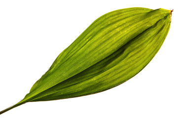 Obraz premium flower leaves lily of the valley without inflorescences isolate