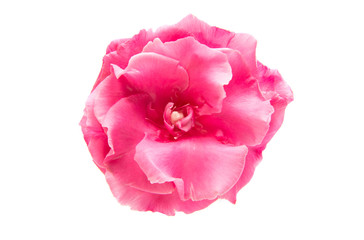 oleander flower isolated