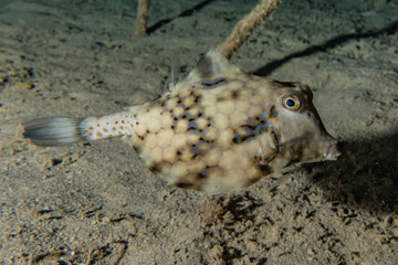 Obraz premium Fish swim in the Red Sea, colorful fish, Eilat Israel
