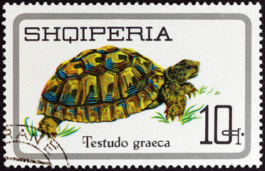 Greek Tortoise, Testudo graeca (Albania 1966)
