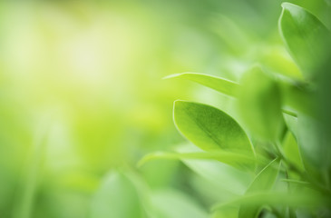Closeup beautiful view of nature green leaves on blurred greenery tree background with sunlight in public garden park. It is landscape ecology and copy space for wallpaper and backdrop.